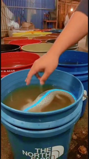 Discovering New Alien Species: Hybrid Creatures Unveiled