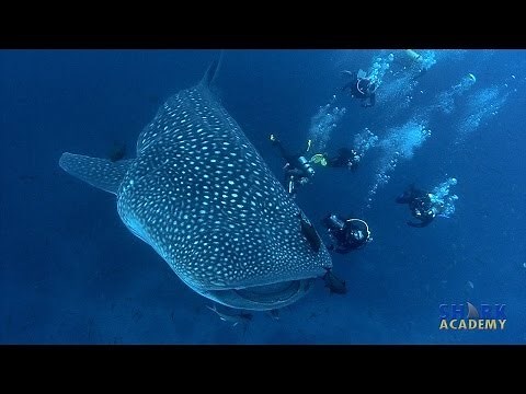 Whale Sharks | SHARK ACADEMY