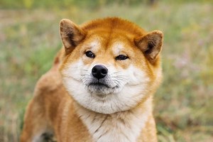 Everything you need to know about buying a Shiba Inu