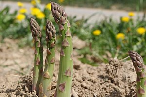Planting and Growing Asparagus