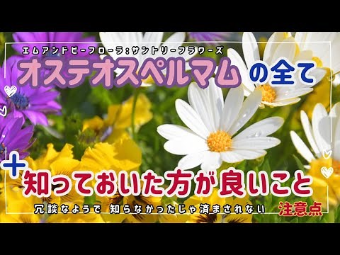 「オステオスペルマム」の全て 育て方から 増やし方【花の育て方】＃オステオスペルマム ＃園芸 ＃ガーデニング