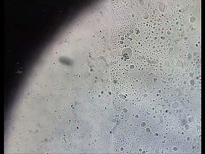 #Bacterial Motility - Hanging drop method of E.coli Culture in Sacred Heart College, Tirupattur