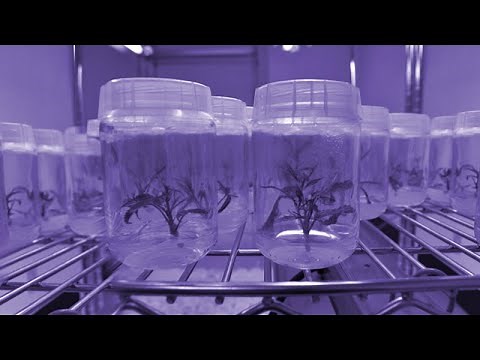 Cannabis Micropropagation