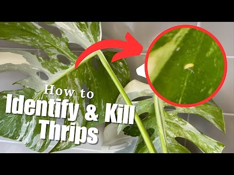 How to easily IDENTIFY & KILL Thrips on House Plants