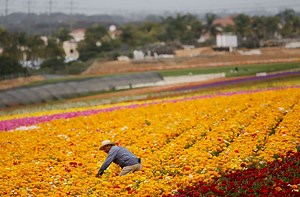 Bracero programs: A brief history of America's migrant farm workers legislation
