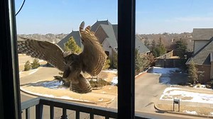 Mrs. Returns - Watch Her Live at OKCOwlCam.com