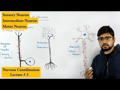 Neurons and its Types