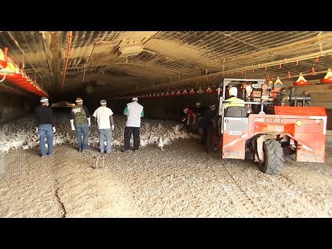 Transporting Chickens To Processing