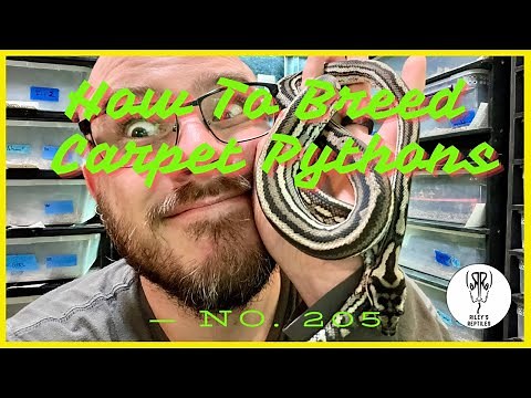 How To Breed Carpet Pythons! - no. 205