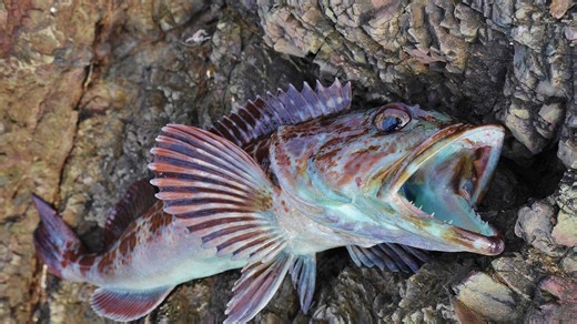 The thrill of catching lingcod & rockfish from shore