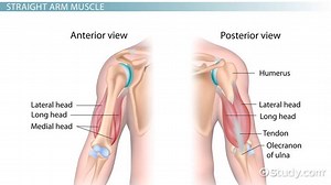 Triceps Brachii Muscle | Origin, Insertion & Action