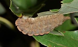 Woman Steps on 'Alien Caterpillar' That Looks Like Trump Hair, Suffers Pain Like 'Scorching Fire'