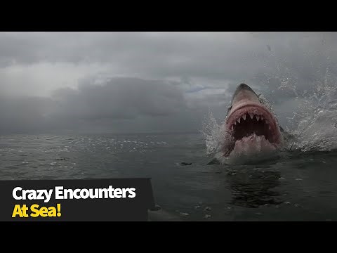 15 Insane moments at sea - The sea can be a SCARY place!