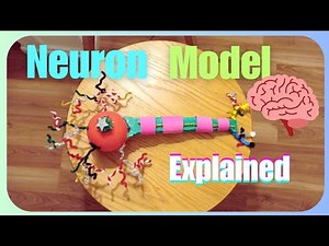 Neuron Model Explained: Structure& Function