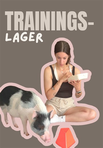 Minischwein trainieren: einfache Tricks & Alltagstipps