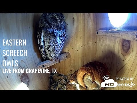 Eastern Screech Owl Live Nest Cam Grapevine Texas