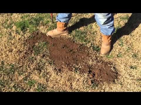 How to get rid of gopher using gopher bait, Gopher Control, Gopher removal