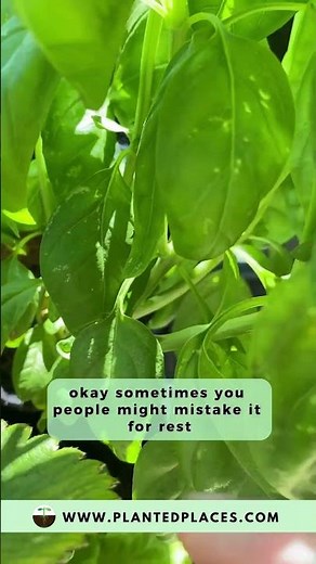 How to detect Thrips