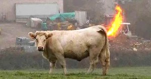 Top 10 Extraordinary Cases of Exploding Animals