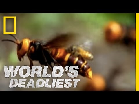 Beware the Giant Hornets | World's Deadliest