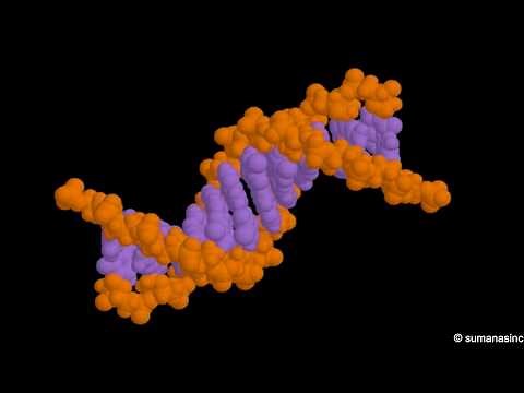 DNA structure (Animation)