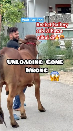 🚨 Dangerous Angry Bull Unloading Gone Wrong #trending #unloading #cow #bull #fight #running #animals