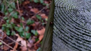 Mother bug with her babies who live in a crevice in a tree