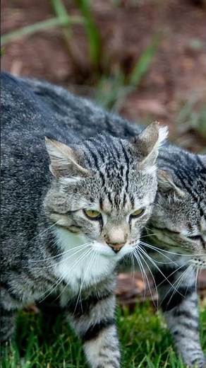 Alien Cats Land at the White House: A Cartoon Adventure #shorts