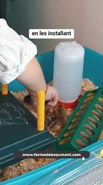 🐣 The first days of our chicks #farm #eggs #tips #incubation #chicks