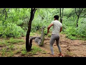 Anaconda Snake in Real Life Video 3