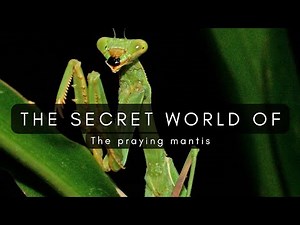 The Secret World Of The Praying Mantis - A short Nature Documentary