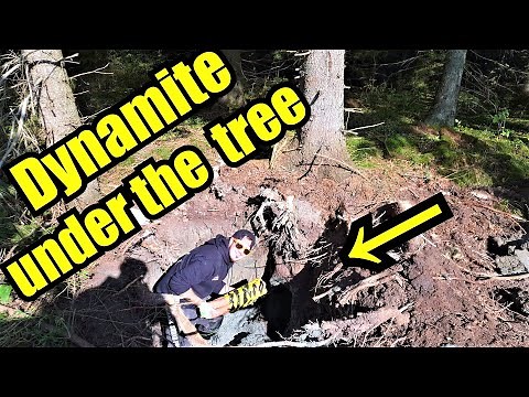 Launching a HUGE Tree in the Air with Dynamite!