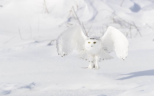 What Kind of Owl Is Hedwig From the Harry Potter Series?