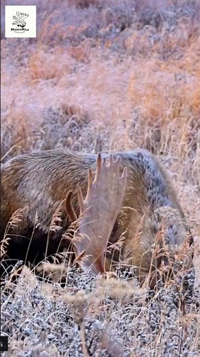 MASSIVE BULL MOOSE Unleashes EPIC ROAR in Stunning Meadow! #wildlife #nature #moose