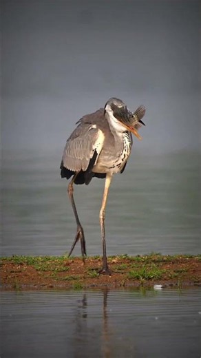 The incredible hunting skills of the Gray Heron #nikonindiaofficial #birds #wildlife