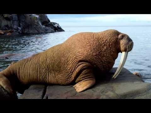 Walross Geräusche ◄◄◄