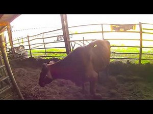 2 Stops Loading Bulls And Cattle