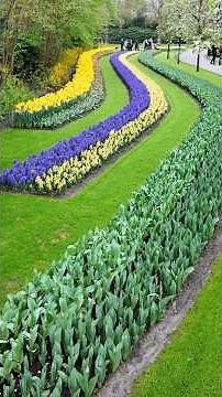 Keukenhof Looks UNREAL Today 😍🌷 #shorts