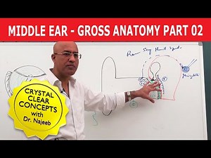Middle Ear | Gross Anatomy | Part 2/9