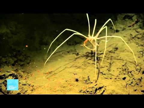 Creatures of the Deep | Sea Spider