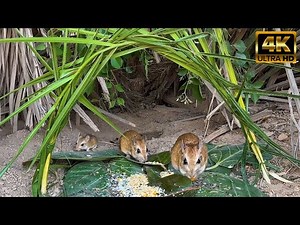 Catching Mice! - Entertainment Video for Cats to Watch - Mice in The Jerry Mouse Hole 10 Hours 4K