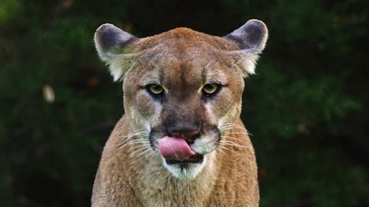 Extremely rare white cougar highlights a quirk of the species
