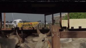 Inside the World’s Largest Cattle Transport: Record-Breaking Ship and Airplane Export Operations