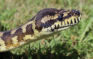 Carpet Python Care Sheet | Reptiles' Cove