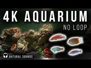3-Hour 4K Aquarium – No Loop | Relaxing Screensaver with Tropical Fish & Coral Reef