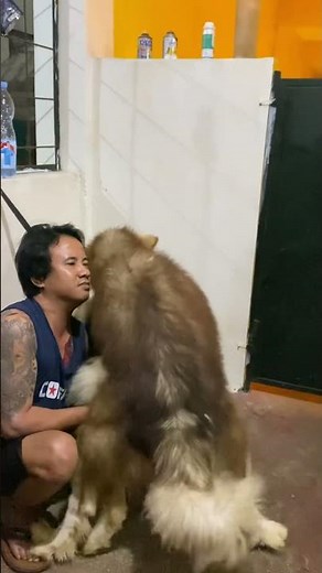 Super huge wolf mating #alaskanmalamute