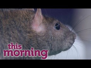 Protecting Your Home From Rats | This Morning