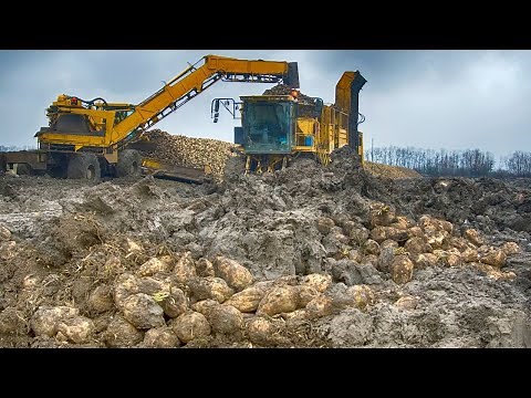 HOW IT'S MADE SUGAR ? Amazing Sugar Beets Harvest And Sugar Production Process | Food Factory