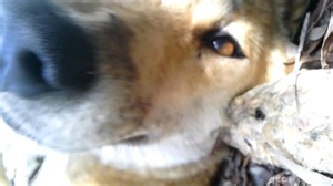 動画：世界初、映像で捉えられたディンゴの「秘密の生活」 豪