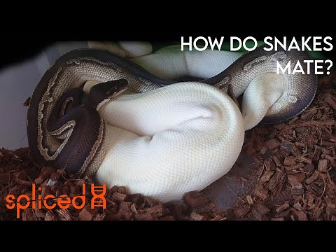 How Do Snakes Mate?
